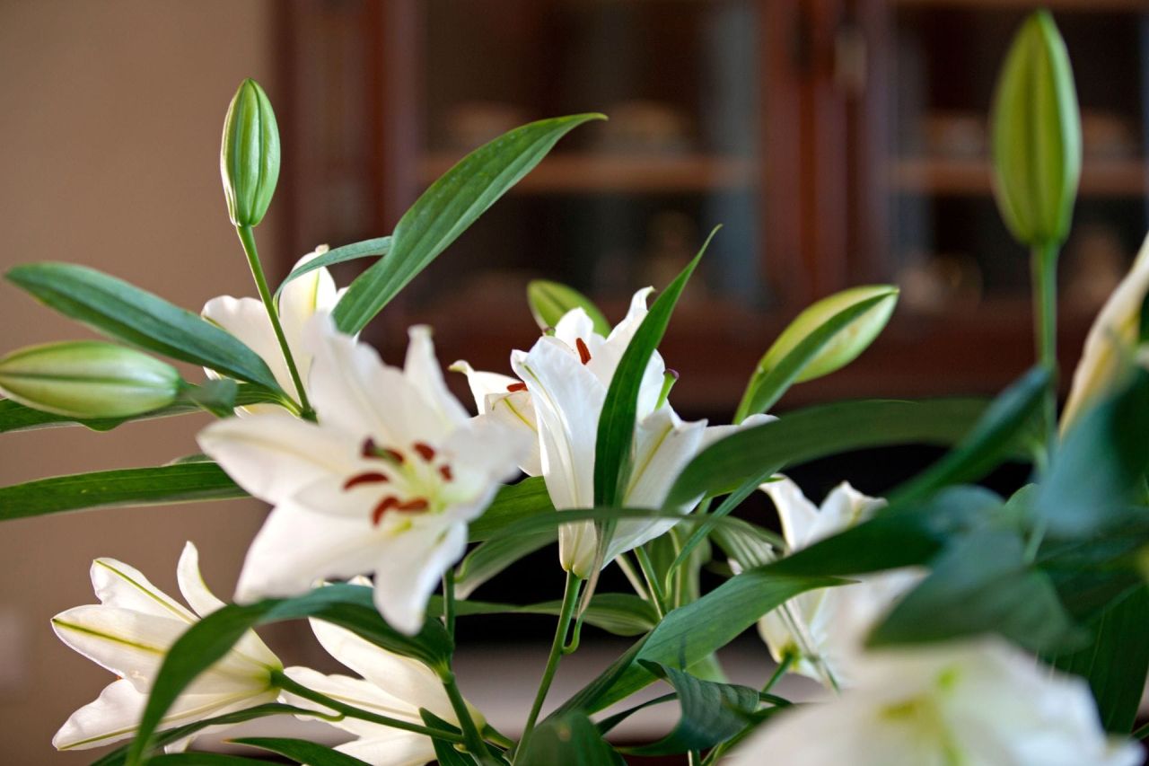 Oia Mansion - 4-Bedroom Luxurious Mansion rental in Santorini - Convenient Storage Space in the Basement